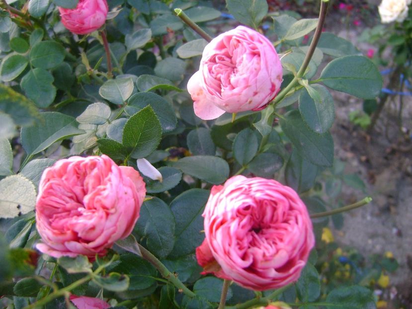  - Playful rokoko Tantau-2020