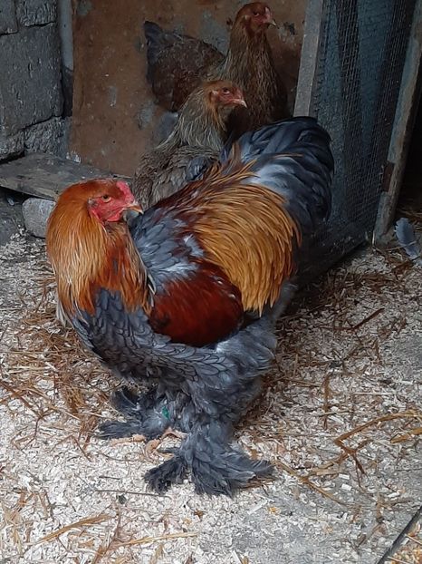  - Tineret 2019