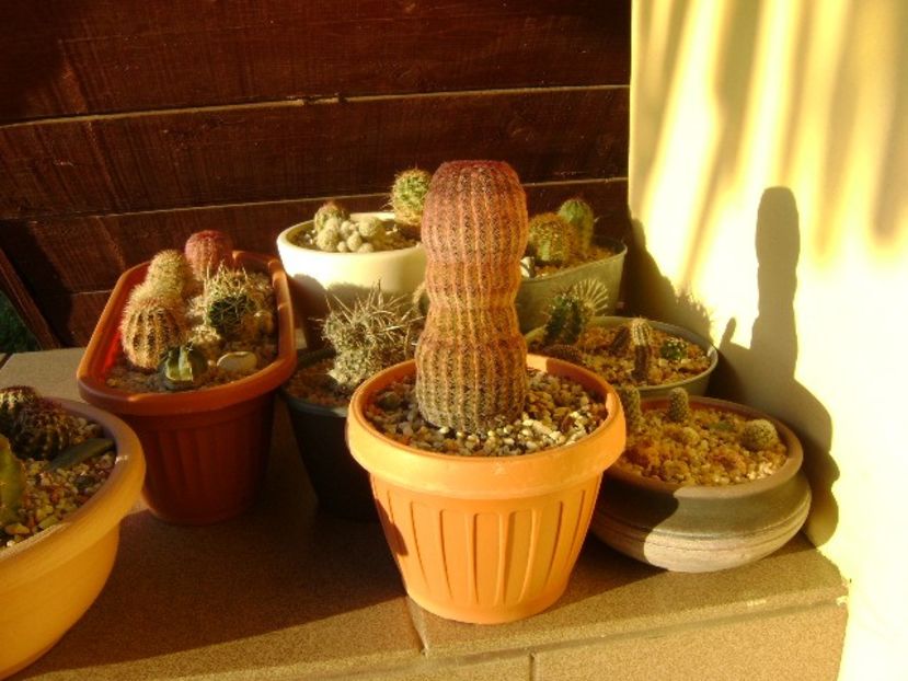 Locul de iernare pentru cactusii winter-hardy - Cactusi 2019 bis bis