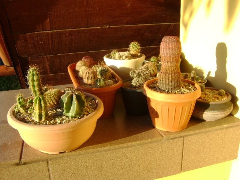 Locul de iernare pentru cactusii winter-hardy - Cactusi 2019 bis bis