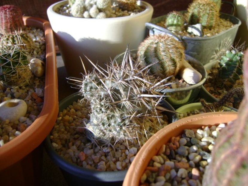 Locul de iernare pentru cactusii winter-hardy - Cactusi 2019 bis bis