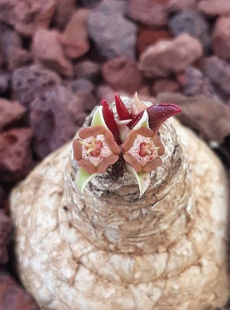 Euphorbia panchganiensis - Whish list pentru viata urmatoare1