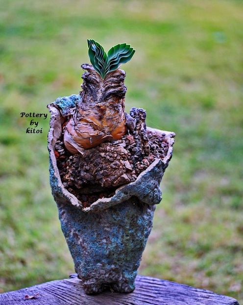 Kitoi: Boophone haemanthoides - Vase - aranjamente - accesorii