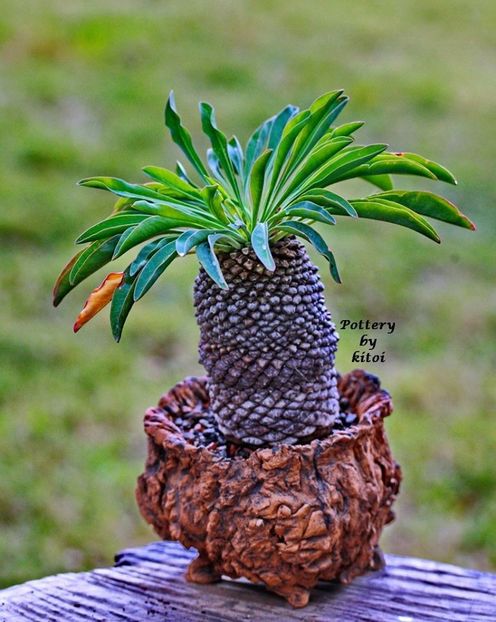 Kitoi: Euphorbia bupleurifolia - Vase - aranjamente - accesorii