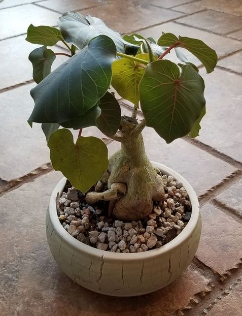 Ficus petiolaris - Vase - aranjamente - accesorii