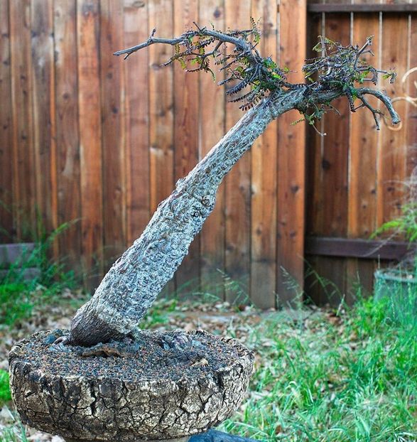 Operculicarya sp. nova - Vase - aranjamente - accesorii