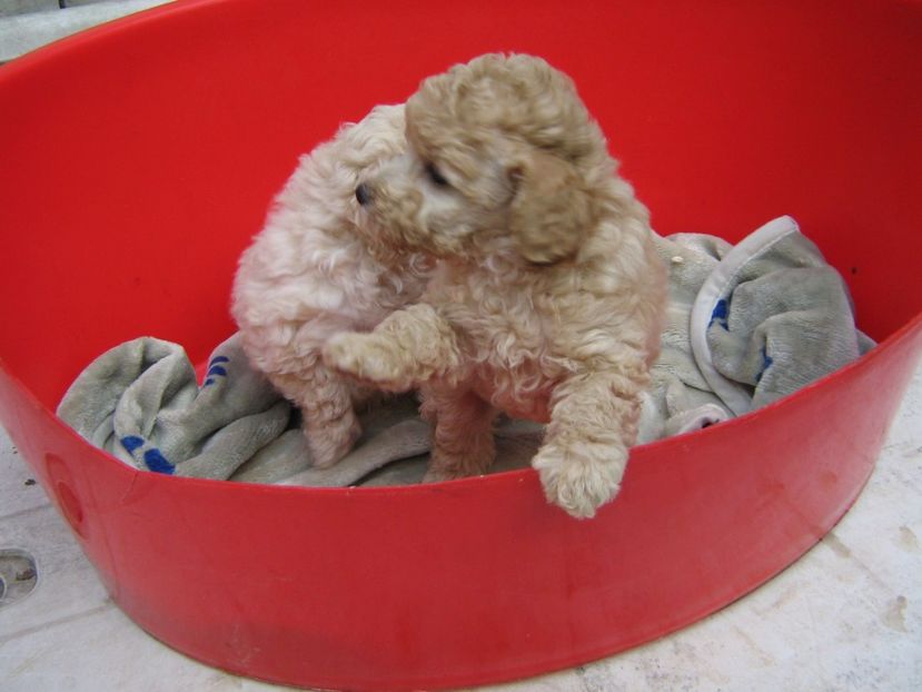  - MUKY_ ceva special