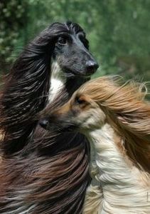 afgan hounds - MARIETA BADESCU - ex SIRETEANU- sotie legitima pe timp limitat