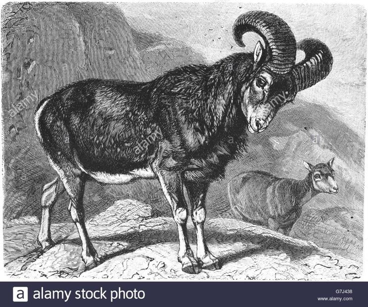 mouflon-ovis-orientalis-wild-sheep-illustration-from-book-dated-1904-G7J438 - MARIETA BADESCU - ex SIRETEANU- sotie legitima pe timp limitat