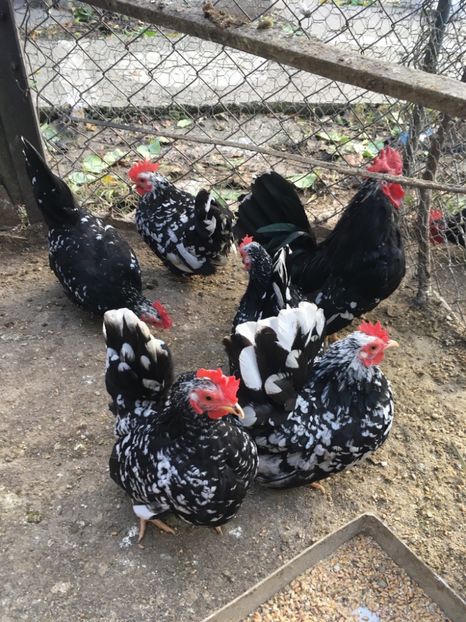 1428E4AB-7E18-4AB2-A44D-100588CB209D - Păsări pitici Chabo Bobat de Vânzare