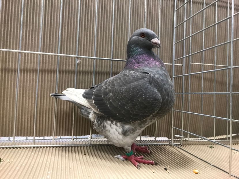 8A6E3326-9B2B-4D60-9E6A-95B355A46ABD - Expozitie 2019 Jászberény