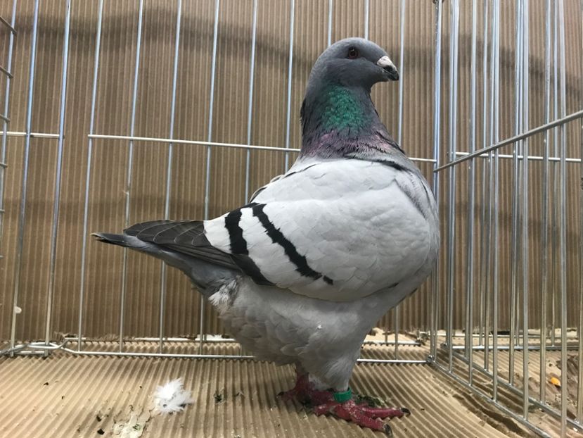 90ED15A1-2F30-483C-BD35-681EFAC2D899 - Expozitie 2019 Jászberény