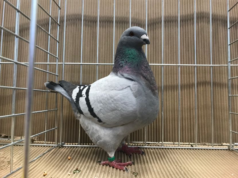 6A8E8D4D-5AC5-42A0-B5AE-72CD665E825D - Expozitie 2019 Jászberény