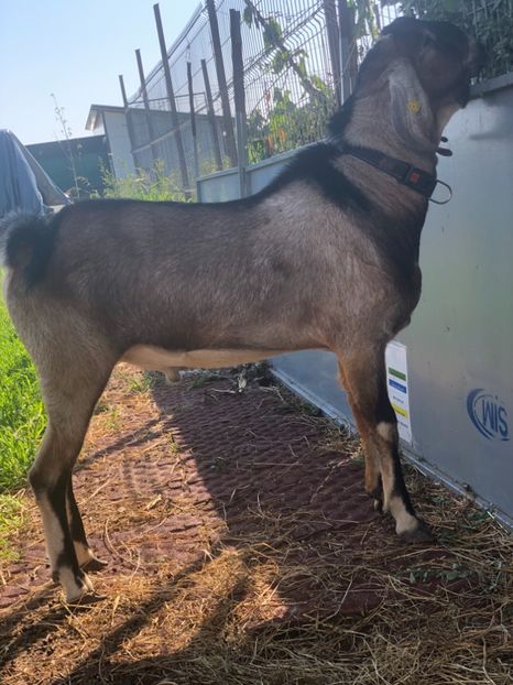 B13B2FEA-FDDC-47DC-8126-11A6CE65DEAA - Anglo-nubiene