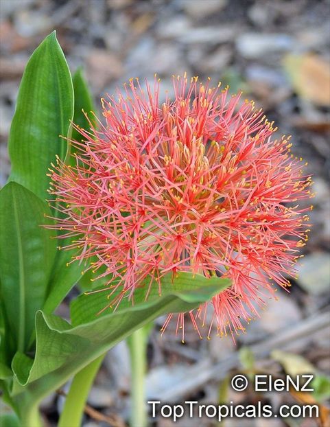 haemanthus multiflorus 20 - Bulbi deosebiti de vanzare