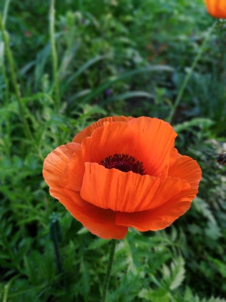  - Geranium si alte perene