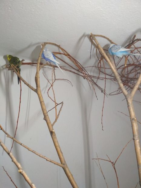  - 1 PERUSI 2018-2019