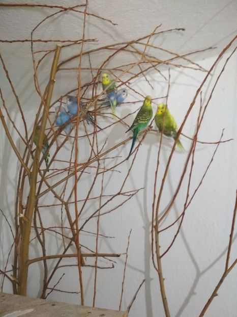  - 1 PERUSI 2018-2019