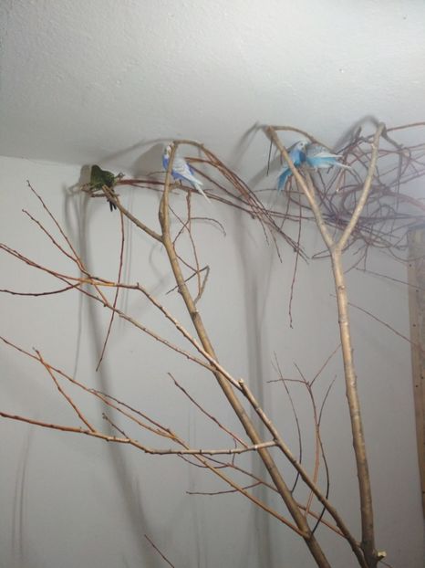  - 1 PERUSI 2018-2019