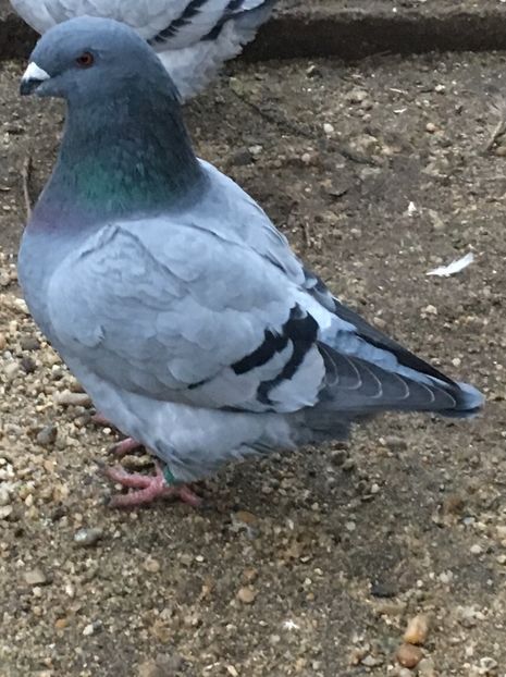 M2019 - Pui g homer 2019