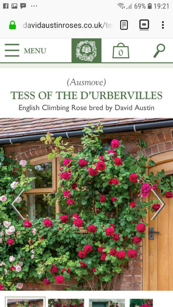 zz - Tess of the d urbervilles rose