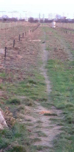  - Livada 1 anul ll 2019