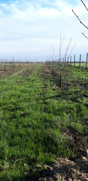  - Livada 1 anul ll 2019