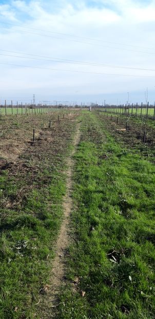  - Livada 1 anul ll 2019