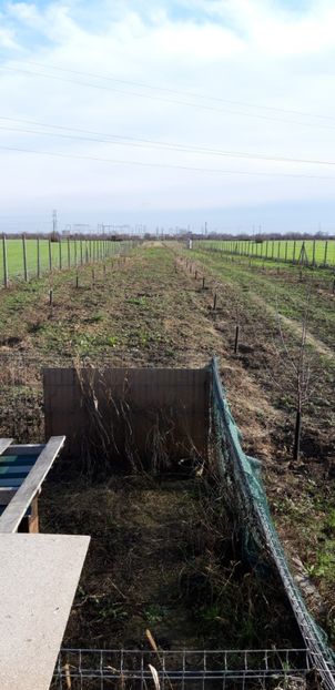  - Livada 1 anul ll 2019