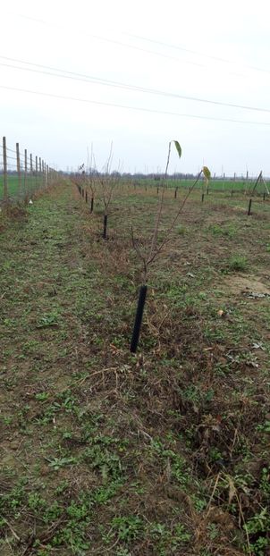  - Livada 1 anul ll 2019