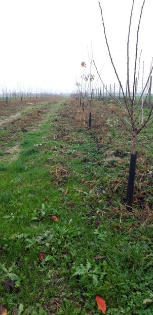  - Livada 1 anul ll 2019