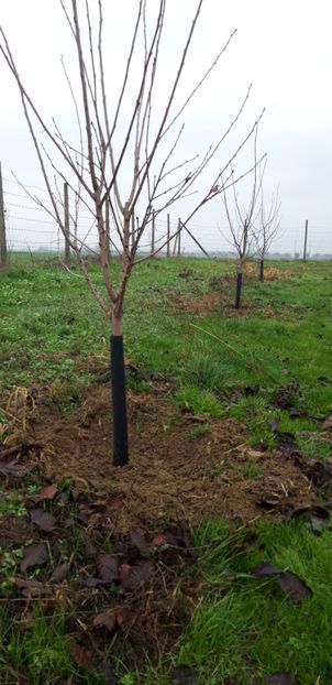  - Livada 1 anul ll 2019