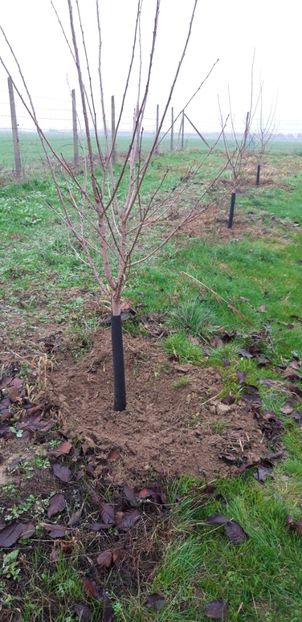  - Livada 1 anul ll 2019