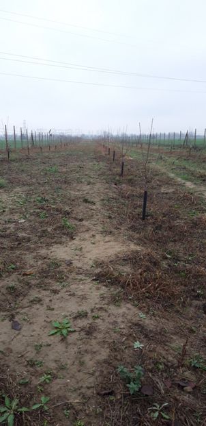  - Livada 1 anul ll 2019