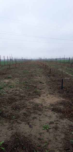  - Livada 1 anul ll 2019