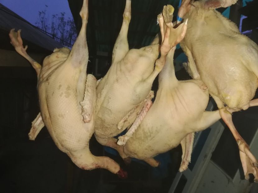  - Bunătăți obținute din GÂȘTE