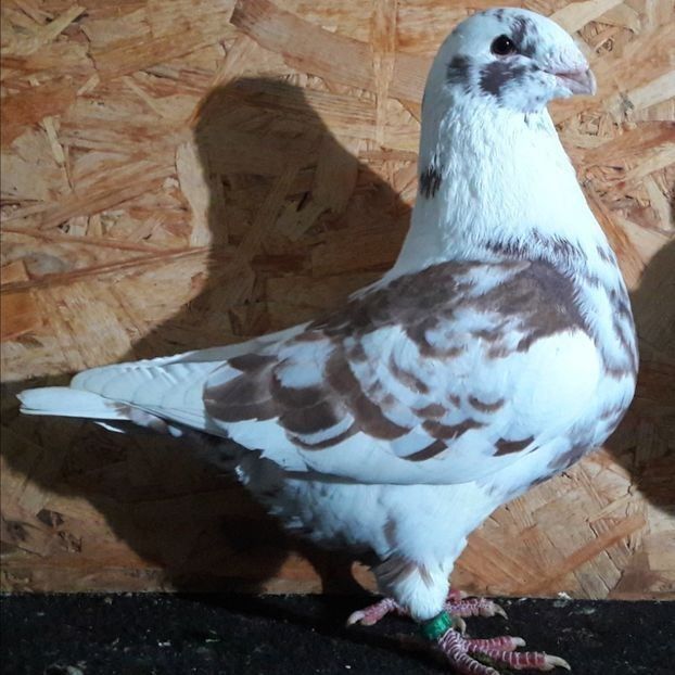  - 3---AGH DAȚI 2019 - 2025