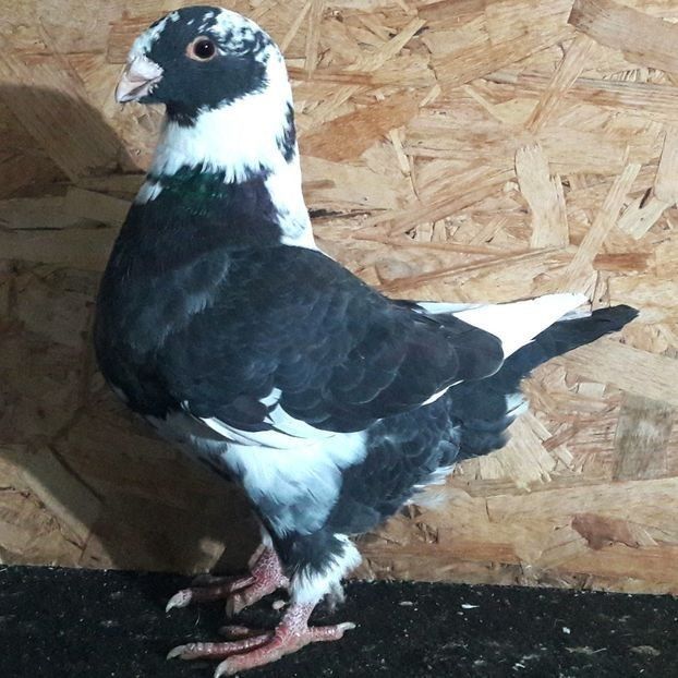  - 3---AGH DAȚI 2019 - 2025