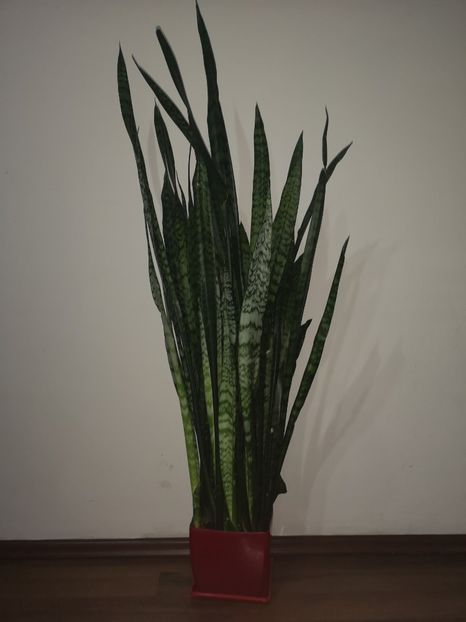 Sansevieria Trifasciata - Sansevieria