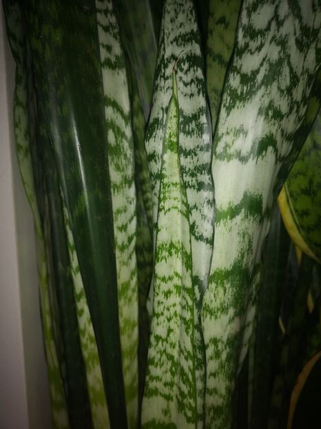 Sansevieria Trifasciata - Sansevieria