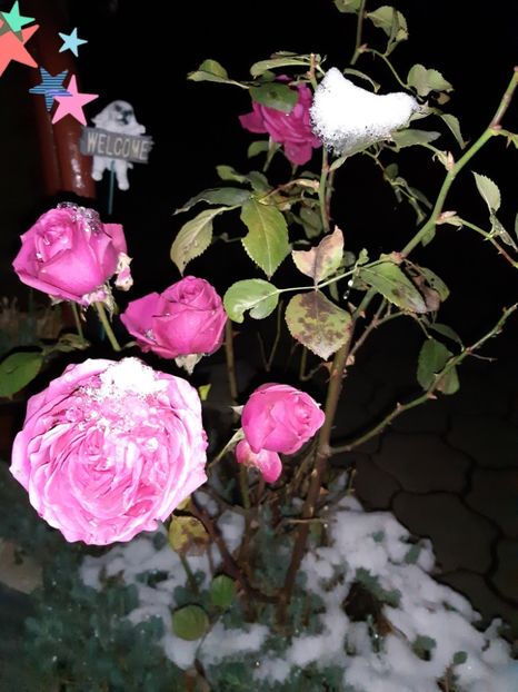 Trandafirii sub zapada 03.12.019 - Trandafir 2018_2019