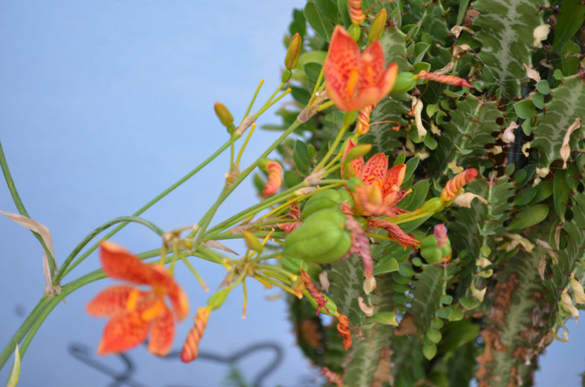  - dragostea  de natura