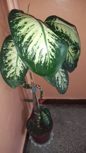  - 003-1 Dieffenbachia