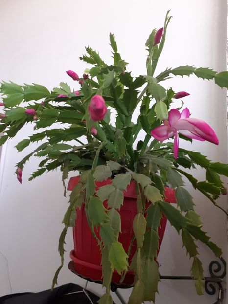  - Schlumbergera
