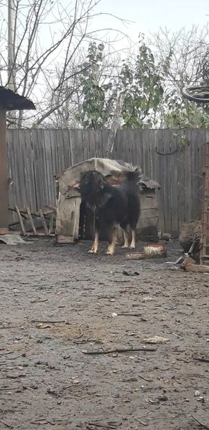 Screenshot_20191202-110349_Video Player - Caucazian rau