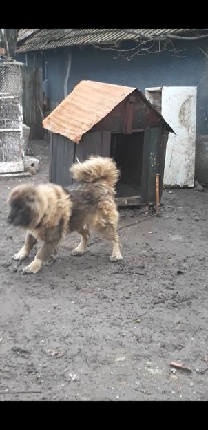 Screenshot_20191202-105910_Video Player - Caucazian rau