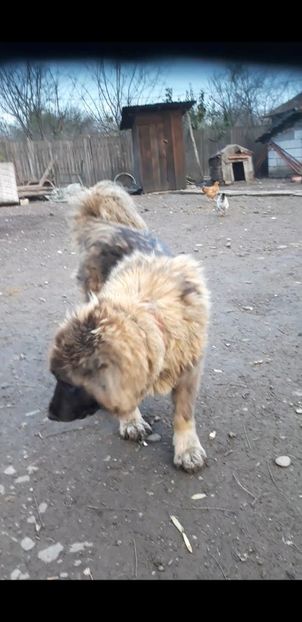 Screenshot_20191129-125428_Video Player - Caucazian rau