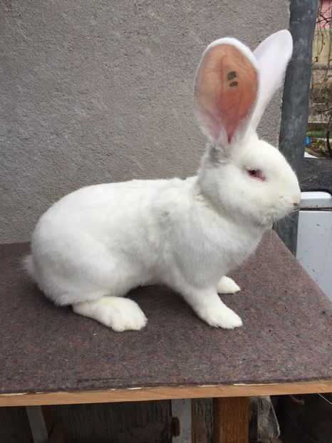 2E8166D6-93C8-49F7-B1E2-30E7F4FCDA60 - RO 8-398