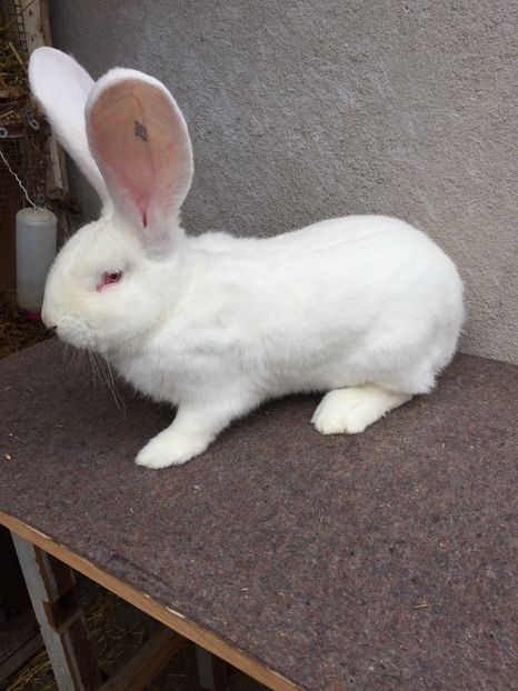 10C2364B-8A6A-47E5-9CDD-48BBB04F8B54 - RO 8-398