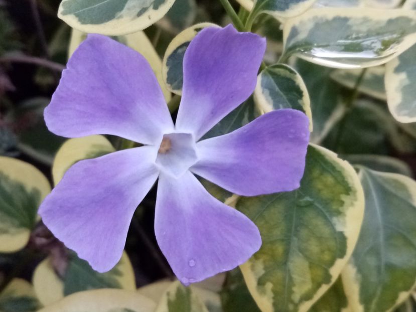  - Vinca minor variegata